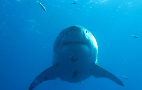 Deep Blue: Ο μεγαλύτερος...μεγάλος λευκός καρχαρίας που έχει καταγραφεί ποτέ - Φωτογραφία 1