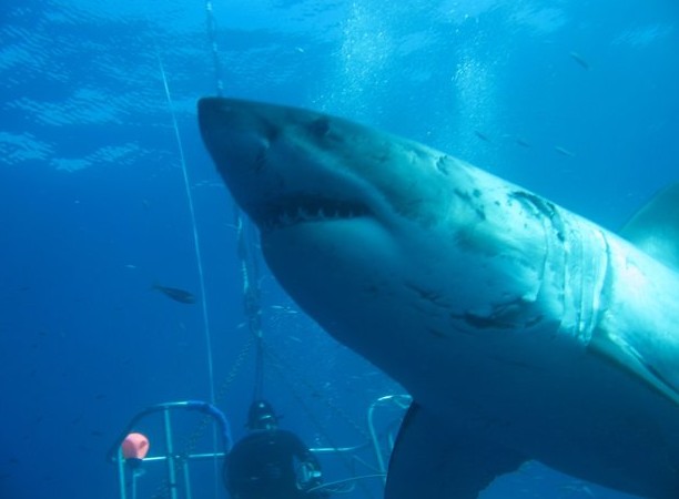 Deep Blue: Ο μεγαλύτερος...μεγάλος λευκός καρχαρίας που έχει καταγραφεί ποτέ - Φωτογραφία 2