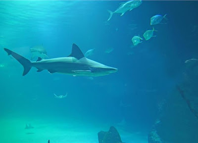 Γιατί οι καρχαρίες είναι απαραίτητοι σε μας και το οικοσύστημα; - Φωτογραφία 1