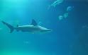 Γιατί οι καρχαρίες είναι απαραίτητοι σε μας και το οικοσύστημα;