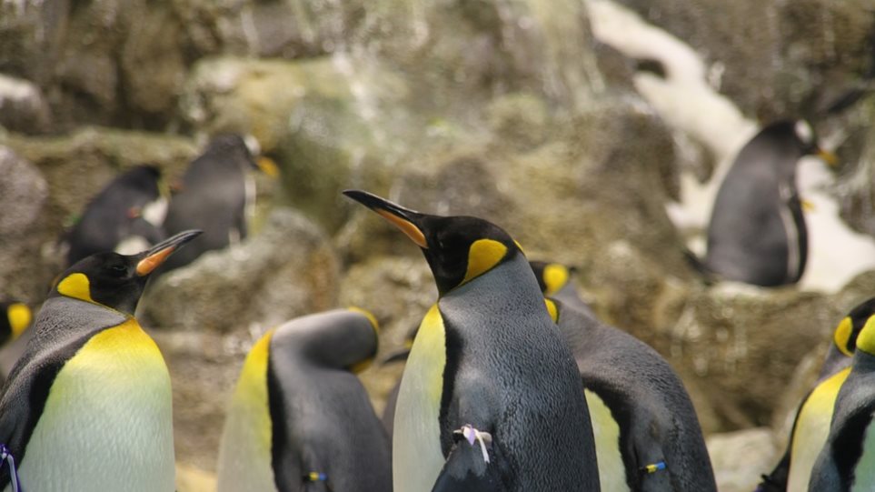 Δραματική μείωση του πληθυσμού των βασιλικών πιγκουίνων - Φωτογραφία 1