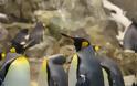 Δραματική μείωση του πληθυσμού των βασιλικών πιγκουίνων