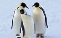 Επιστήμονες: «Δραματική μείωση» στον πληθυσμό των βασιλικών πιγκουίνων - Φωτογραφία 1