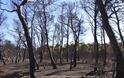 Τι συμβαίνει σε ένα δάσος μετά από μία πυρκαγιά