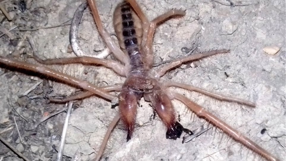 Φωτογραφία: Σπάνια αράχνη-σκορπιός εμφανίστηκε στα Τρίκαλα - Φωτογραφία 1