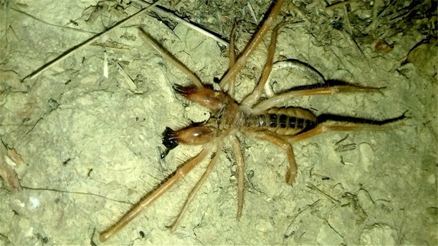 Φωτογραφία: Σπάνια αράχνη-σκορπιός εμφανίστηκε στα Τρίκαλα - Φωτογραφία 2