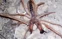 Φωτογραφία: Σπάνια αράχνη-σκορπιός εμφανίστηκε στα Τρίκαλα