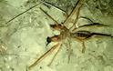Φωτογραφία: Σπάνια αράχνη-σκορπιός εμφανίστηκε στα Τρίκαλα - Φωτογραφία 2