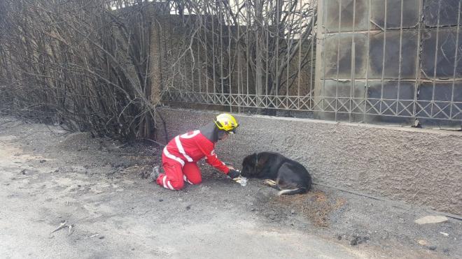 Υπόκλιση στην ανθρωπιά των Πατρινών διασωστών του ΕΕΣ - Σπάει καρδιές η φωτογραφία μπροστά στον τρομαγμένο σκύλο... - Φωτογραφία 1