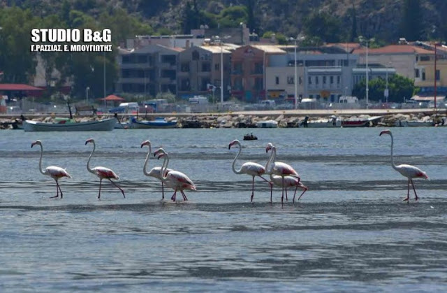 Ναύπλιο -Εμμφανίστηκαν φλαμίνγκο στην παράλια [photos] - Φωτογραφία 10