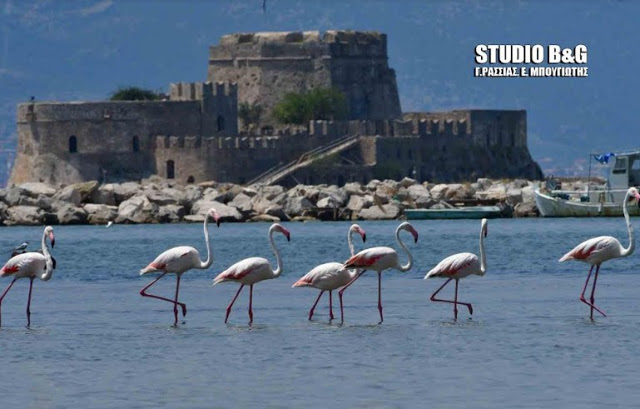 Ναύπλιο -Εμμφανίστηκαν φλαμίνγκο στην παράλια [photos] - Φωτογραφία 12