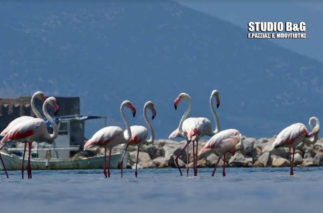 Ναύπλιο -Εμμφανίστηκαν φλαμίνγκο στην παράλια [photos] - Φωτογραφία 14