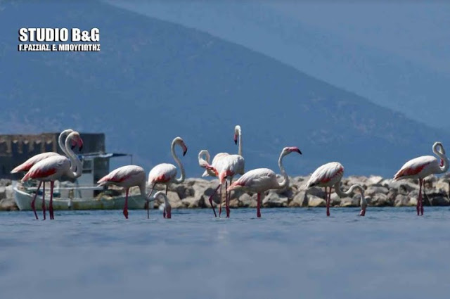 Ναύπλιο -Εμμφανίστηκαν φλαμίνγκο στην παράλια [photos] - Φωτογραφία 15