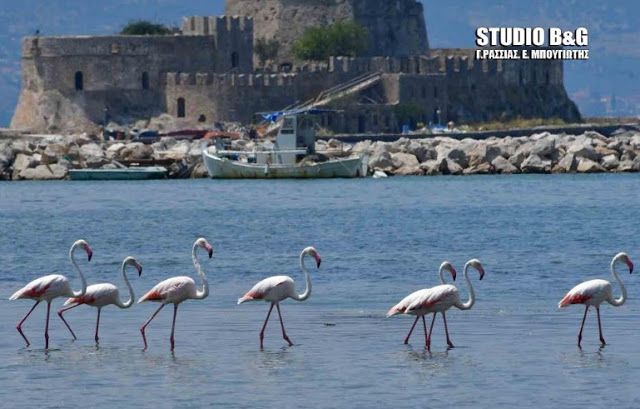 Ναύπλιο -Εμμφανίστηκαν φλαμίνγκο στην παράλια [photos] - Φωτογραφία 16