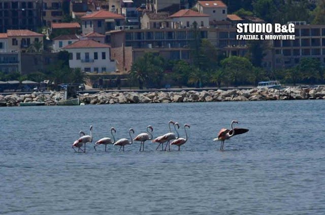 Ναύπλιο -Εμμφανίστηκαν φλαμίνγκο στην παράλια [photos] - Φωτογραφία 4