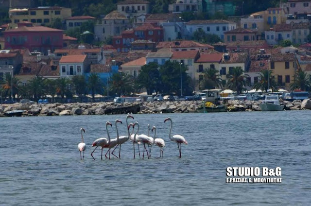 Ναύπλιο -Εμμφανίστηκαν φλαμίνγκο στην παράλια [photos] - Φωτογραφία 5