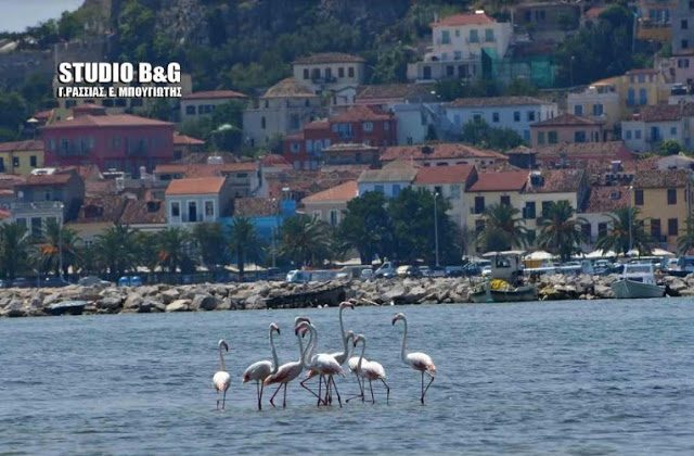 Ναύπλιο -Εμμφανίστηκαν φλαμίνγκο στην παράλια [photos] - Φωτογραφία 6