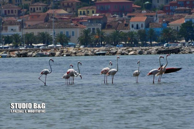 Ναύπλιο -Εμμφανίστηκαν φλαμίνγκο στην παράλια [photos] - Φωτογραφία 7