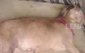Οκτώ μεθυσμένοι άνδρες έκλεψαν και βίασαν έγκυο κατσίκα - Το ζώο υπέκυψε στα τραύματα του