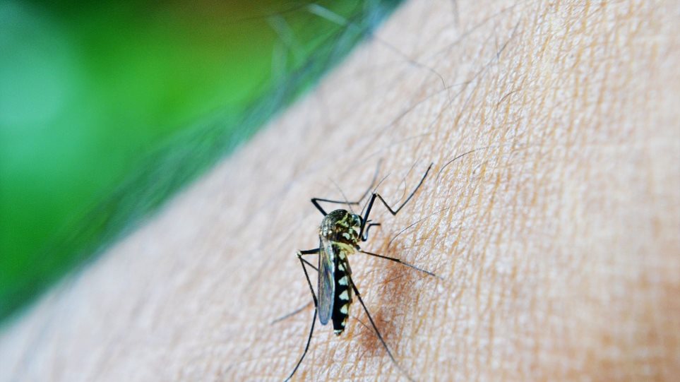 Εγκρίθηκε νέο πρωτοποριακό φάρμακο για την πιο «επίμονη» μορφή της ελονοσίας - Φωτογραφία 1