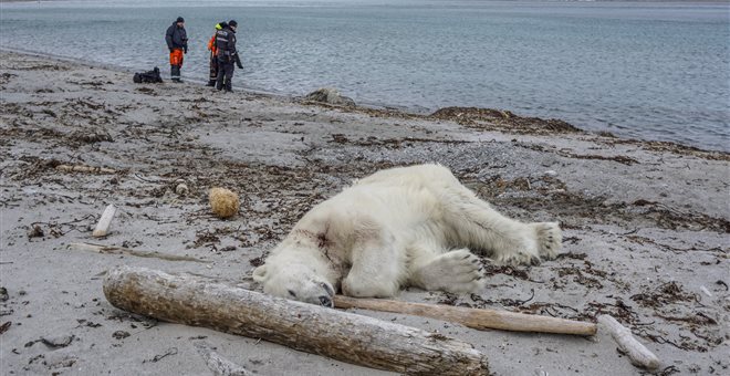 Πολική αρκούδα σκοτώθηκε αφού επιτέθηκε σε φύλακα κρουαζιέρας - Φωτογραφία 1