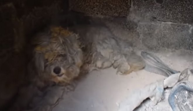 Συγκίνηση στο Μάτι: Βρήκαν σκύλο ζωντανό μέσα σε φούρνο καμένου σπιτιού - Φωτογραφία 1