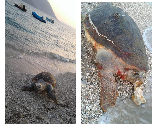 Εντοπίστηκε νεκρή θαλάσσια χελώνα στον ΜΥΤΙΚΑ Αιτωλοακαρνανίας -(ΦΩΤΟ: Πηνελόπη Γκούμα) - Φωτογραφία 1