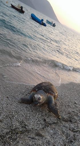 Εντοπίστηκε νεκρή θαλάσσια χελώνα στον ΜΥΤΙΚΑ Αιτωλοακαρνανίας -(ΦΩΤΟ: Πηνελόπη Γκούμα) - Φωτογραφία 5