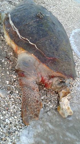 Εντοπίστηκε νεκρή θαλάσσια χελώνα στον ΜΥΤΙΚΑ Αιτωλοακαρνανίας -(ΦΩΤΟ: Πηνελόπη Γκούμα) - Φωτογραφία 6