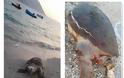 Εντοπίστηκε νεκρή θαλάσσια χελώνα στον ΜΥΤΙΚΑ Αιτωλοακαρνανίας -(ΦΩΤΟ: Πηνελόπη Γκούμα)