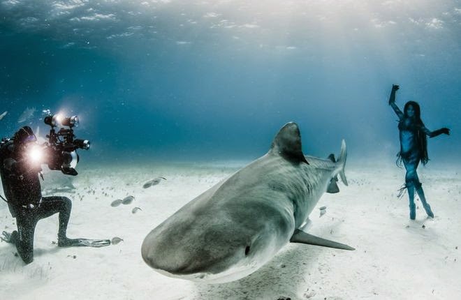 Μοναδικό θέαμα: Ατρόμητη 38χρονη κολυμπά μαζί με τους καρχαρίες [video+photos] - Φωτογραφία 3
