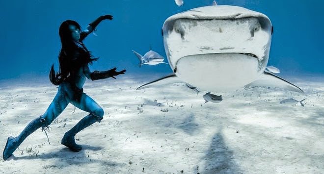Μοναδικό θέαμα: Ατρόμητη 38χρονη κολυμπά μαζί με τους καρχαρίες [video+photos] - Φωτογραφία 6
