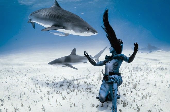 Μοναδικό θέαμα: Ατρόμητη 38χρονη κολυμπά μαζί με τους καρχαρίες [video+photos] - Φωτογραφία 9