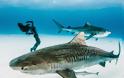 Μοναδικό θέαμα: Ατρόμητη 38χρονη κολυμπά μαζί με τους καρχαρίες [video+photos] - Φωτογραφία 5