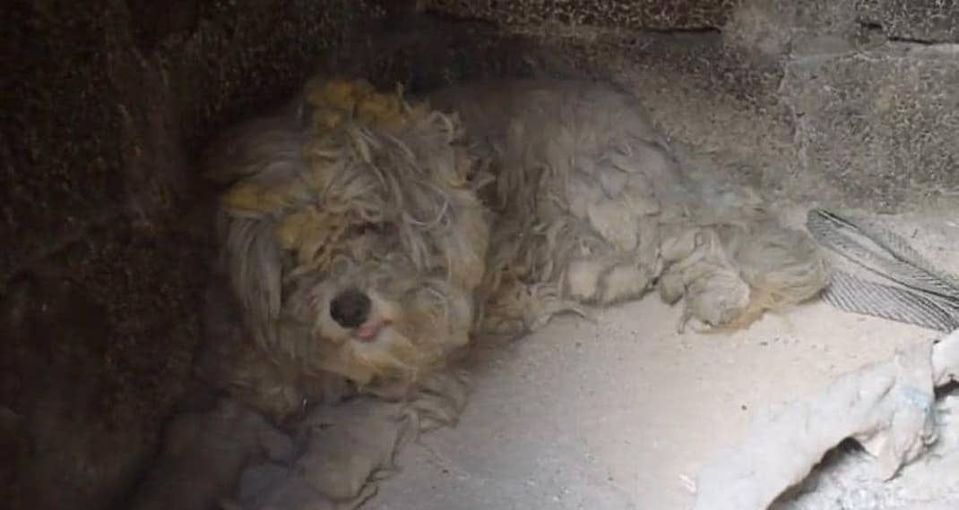 Υιοθετήθηκε ο σκύλος που βρέθηκε ζωντανός σε φούρνο στο Μάτι -Πώς είναι σήμερα ο τυχερός σκυλάκος μας. - Φωτογραφία 1