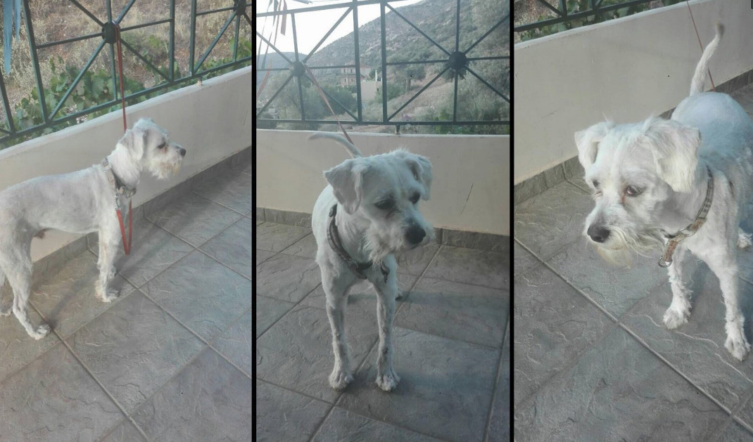 Υιοθετήθηκε ο σκύλος που βρέθηκε ζωντανός σε φούρνο στο Μάτι -Πώς είναι σήμερα ο τυχερός σκυλάκος μας. - Φωτογραφία 4