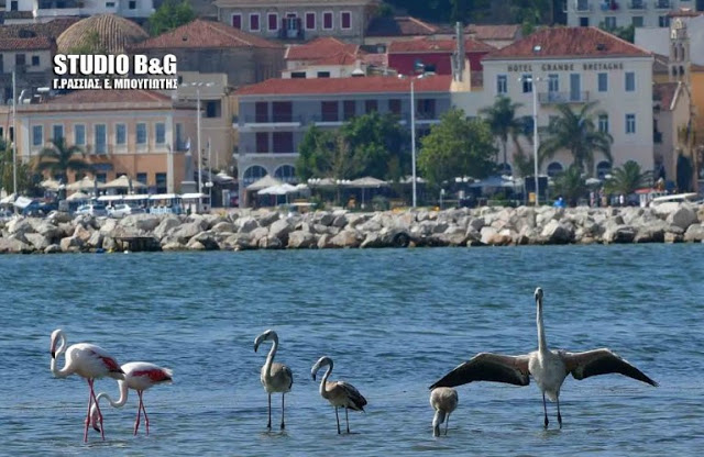 Επτά πανέμορφα φλαμίνγκο στην πόλη του Ναυπλίου [photos] - Φωτογραφία 3