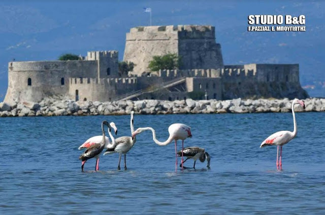 Επτά πανέμορφα φλαμίνγκο στην πόλη του Ναυπλίου [photos] - Φωτογραφία 4