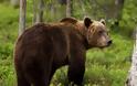 Εντοπίστηκε νεκρή αρκούδα στο Βροντερό Φλώρινας