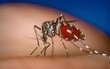 Ιατρικός Σύλλογος: Εγκληματική ολιγωρία της Περιφέρειας στην καταπολέμηση των κουνουπιών