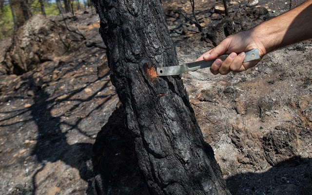 Αναζητώντας τα ίχνη των δασικών πυρκαγιών - Φωτογραφία 1