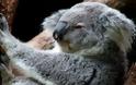 Αυστραλία: Οι κάτοικοι κόβουν τα δέντρα και τα κοάλα πεθαίνουν από την πείνα