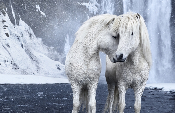 Τα πανέμορφα άγρια άλογα της Ισλανδίας [video] - Φωτογραφία 1