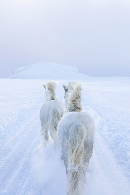 Τα πανέμορφα άγρια άλογα της Ισλανδίας [video] - Φωτογραφία 2