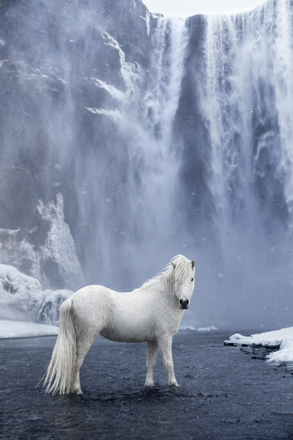 Τα πανέμορφα άγρια άλογα της Ισλανδίας [video] - Φωτογραφία 3
