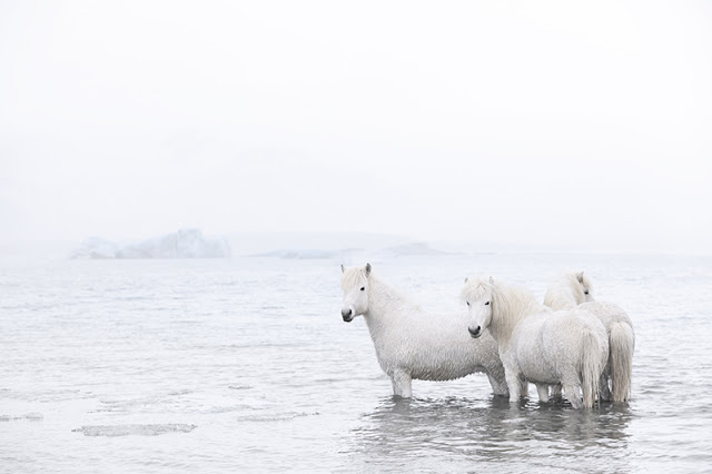 Τα πανέμορφα άγρια άλογα της Ισλανδίας [video] - Φωτογραφία 4