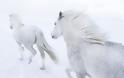 Τα πανέμορφα άγρια άλογα της Ισλανδίας [video] - Φωτογραφία 6