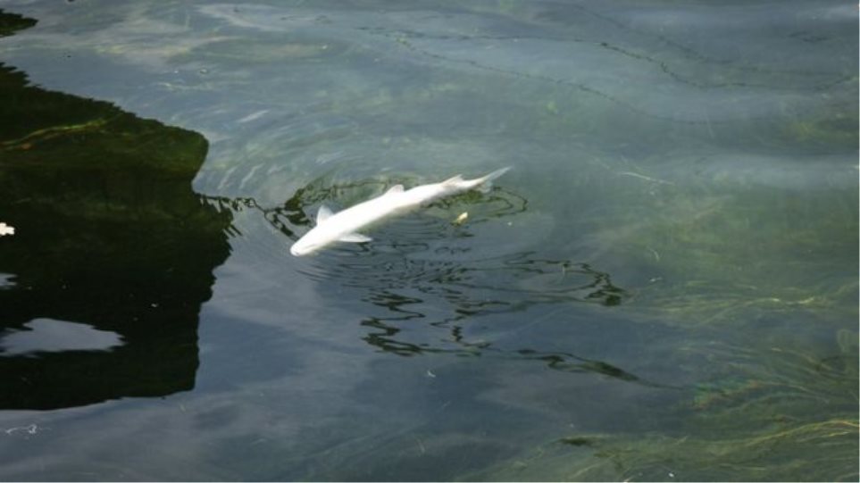 Ελβετία: Έναν τόνο νεκρά ψάρια «ξέβρασε» ο Ρήνος λόγω του καύσωνα - Φωτογραφία 1
