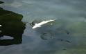 Ελβετία: Έναν τόνο νεκρά ψάρια «ξέβρασε» ο Ρήνος λόγω του καύσωνα