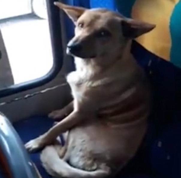 Ο οδηγός της χρονιάς: Έβαλε στο λεωφορείο έναν σκύλο για να μην... πεθάνει από το κρύο - Φωτογραφία 2